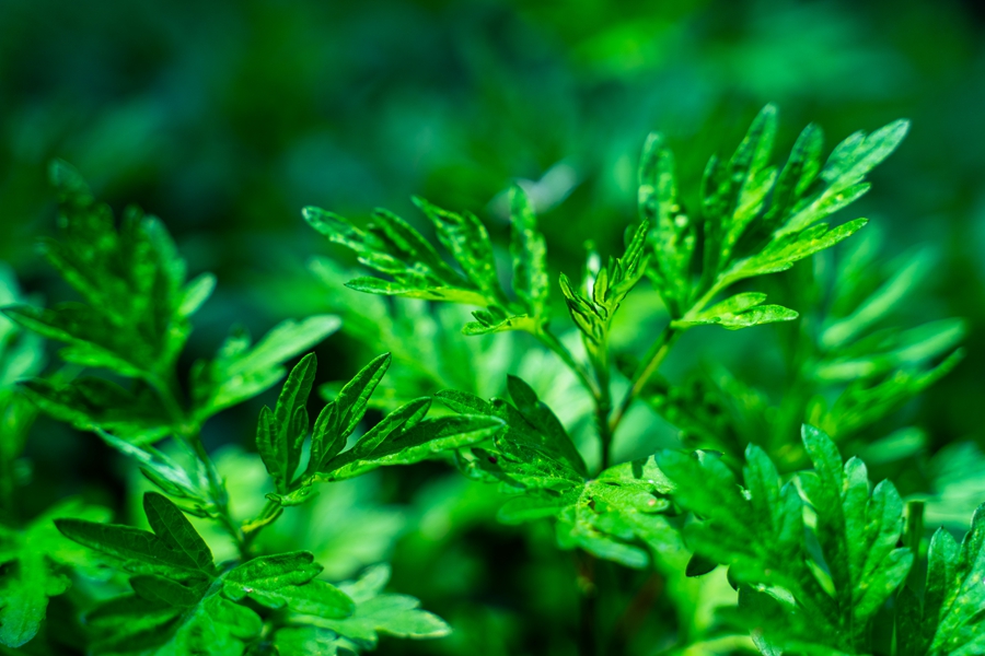 端午诗会丨尧天禹甸清风爽,香草美人处处芬