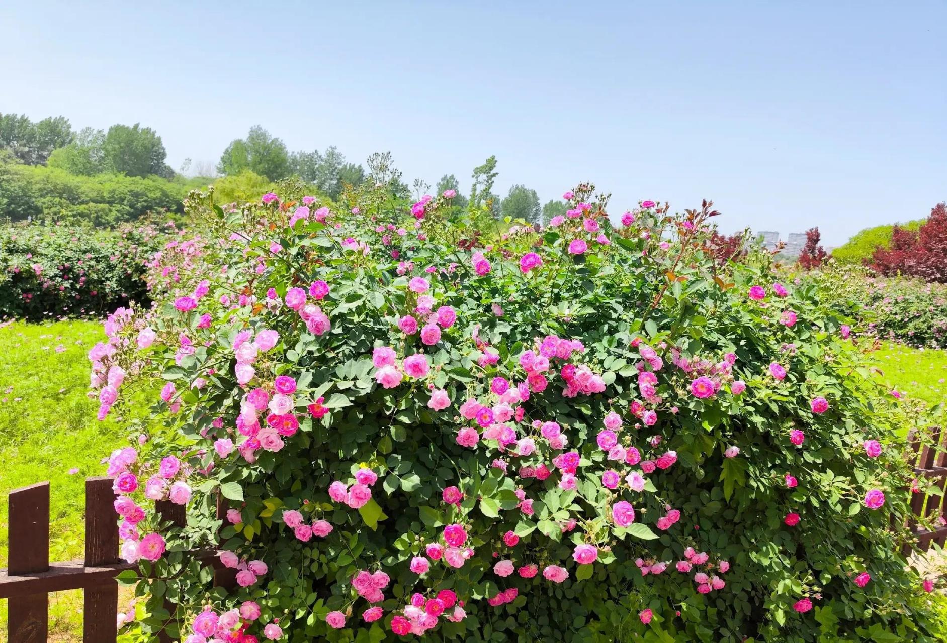 5月1日实拍打卡,带你看看这个初夏西安最大最美的蔷薇花观赏地,你知道