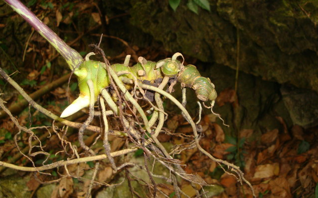 摘要:民间称之"鸡爪参",根茎高达60元一斤,农村若有,别无知铲除.