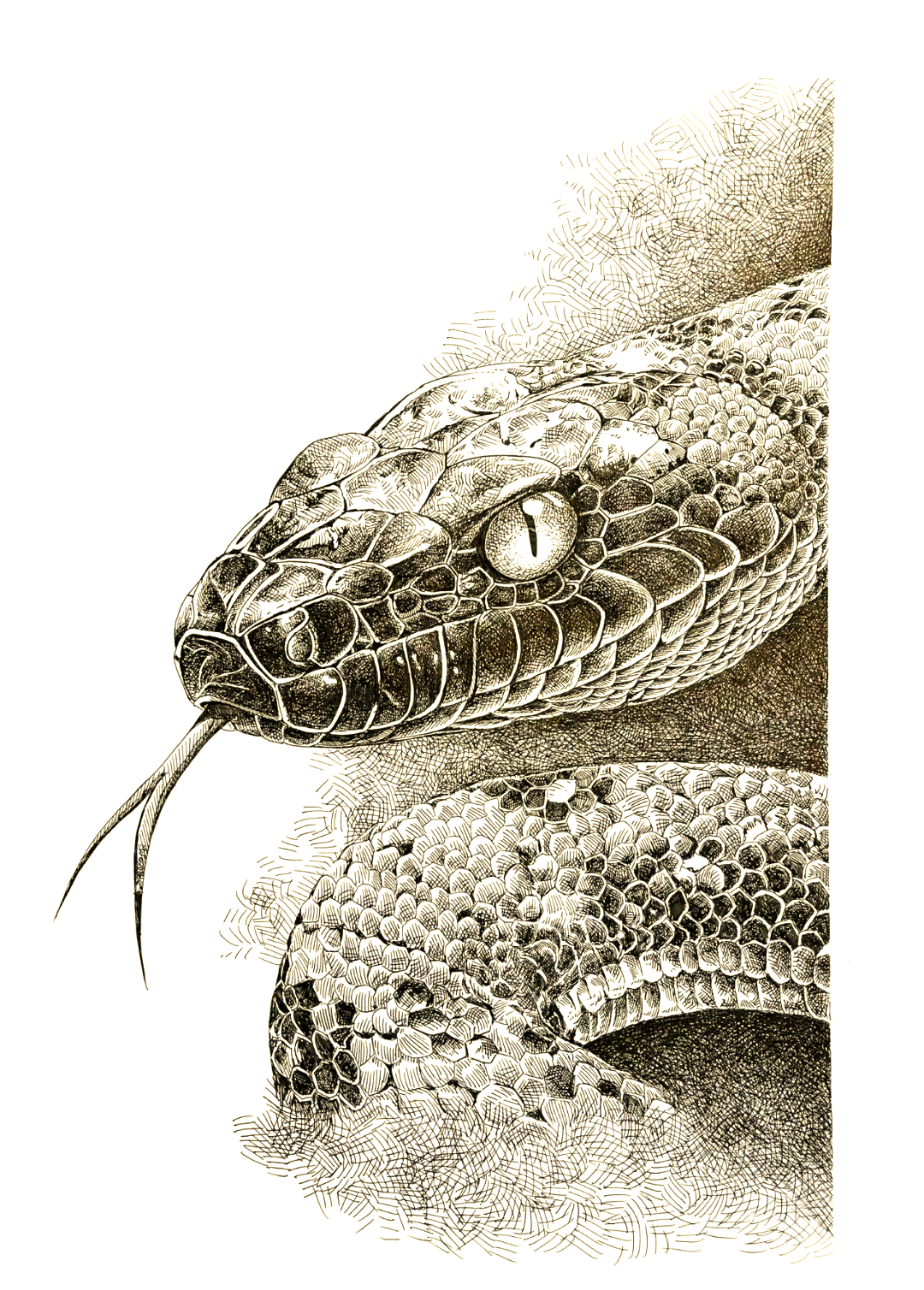 正式开启素描之旅,本期我们将一同探索生肖蛇的绘制技巧