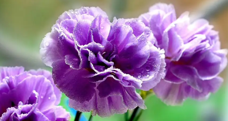 紫色康乃馨的寓意是什么