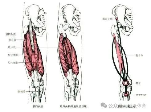 半腱肌和半膜肌起止点图片