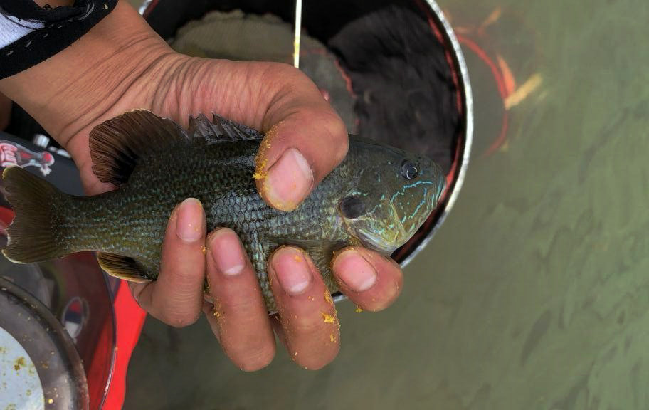 失控?東莞一水庫太陽魚成