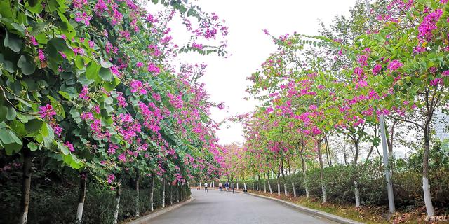 繁英满树 红花紫荆把番禺儿童公园彩虹路装扮成花廊