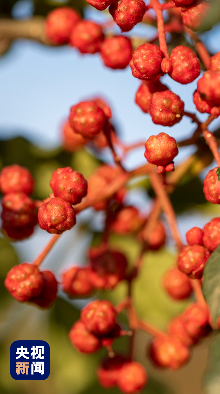 对于油泼辣子的制作方法,每家每户都有自己的秘笈:通常用八角,香叶