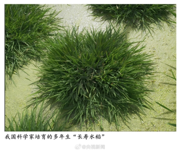 种一次能连续收割！我国科学家培育出多年生“长寿水稻”