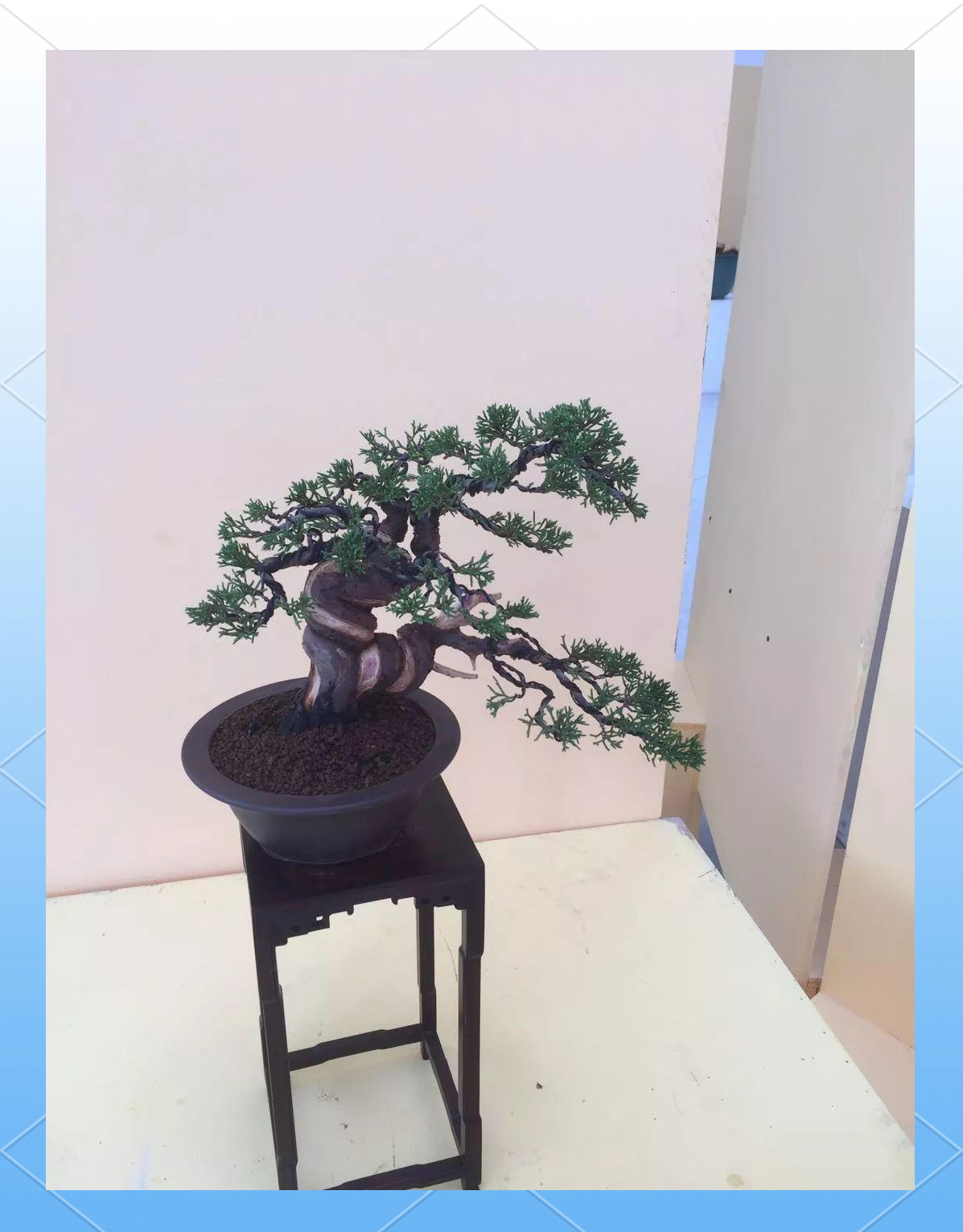 真柏小苗种植方法及刺化处理