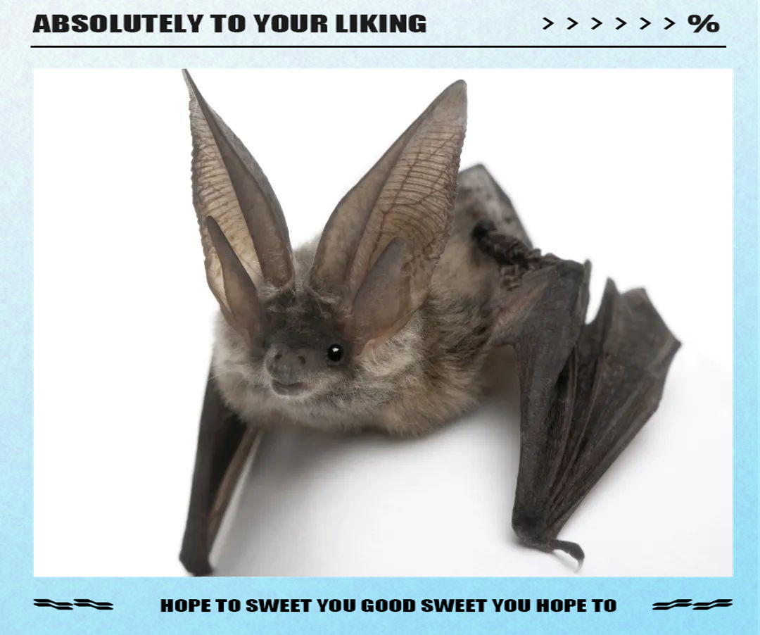 蝙蝠在中国古代的多样称呼与信仰