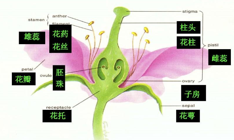 花的结构分别发育成什么