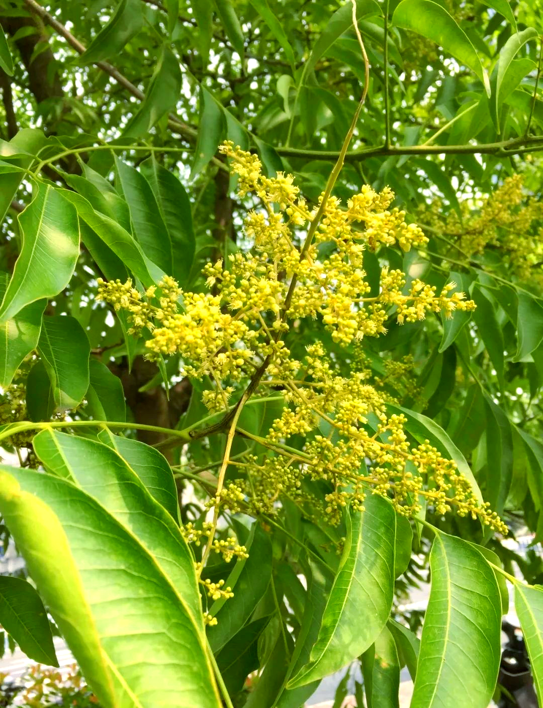 无患子:一种果实独特的江南树种