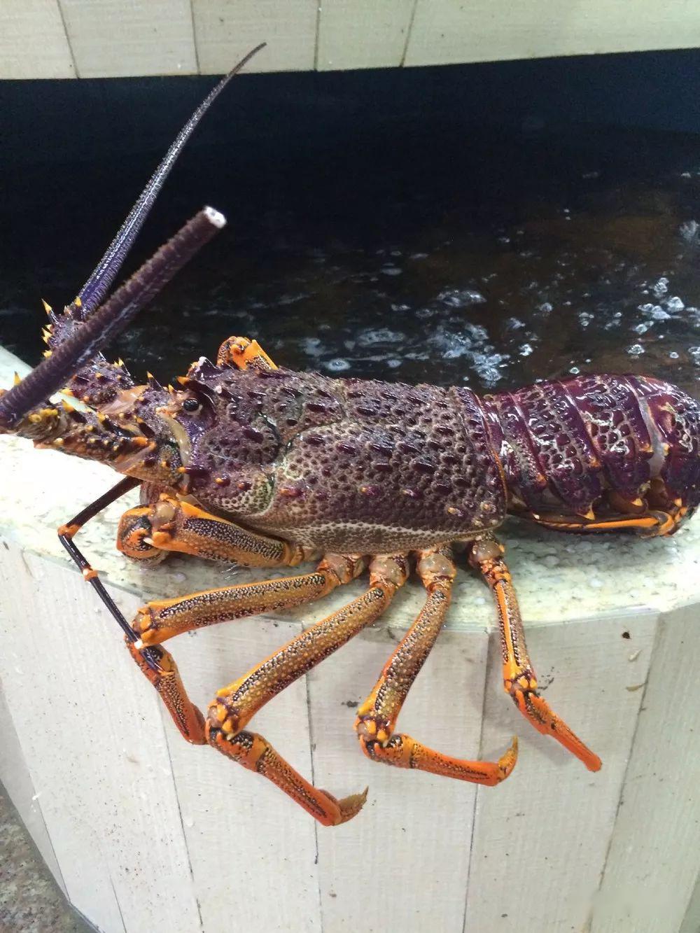 澳龙淡水可以养吗