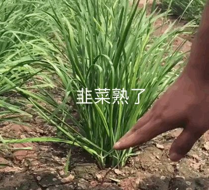 基金韭菜表情包图片