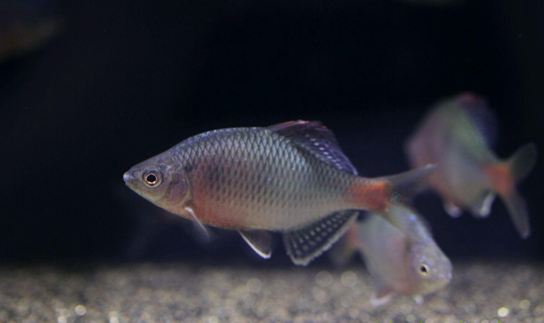 鳑鲏鱼怎么养?鳑鲏鱼好养吗?