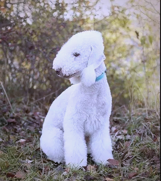 贝灵顿梗犬(bedlington terrier)全面介绍