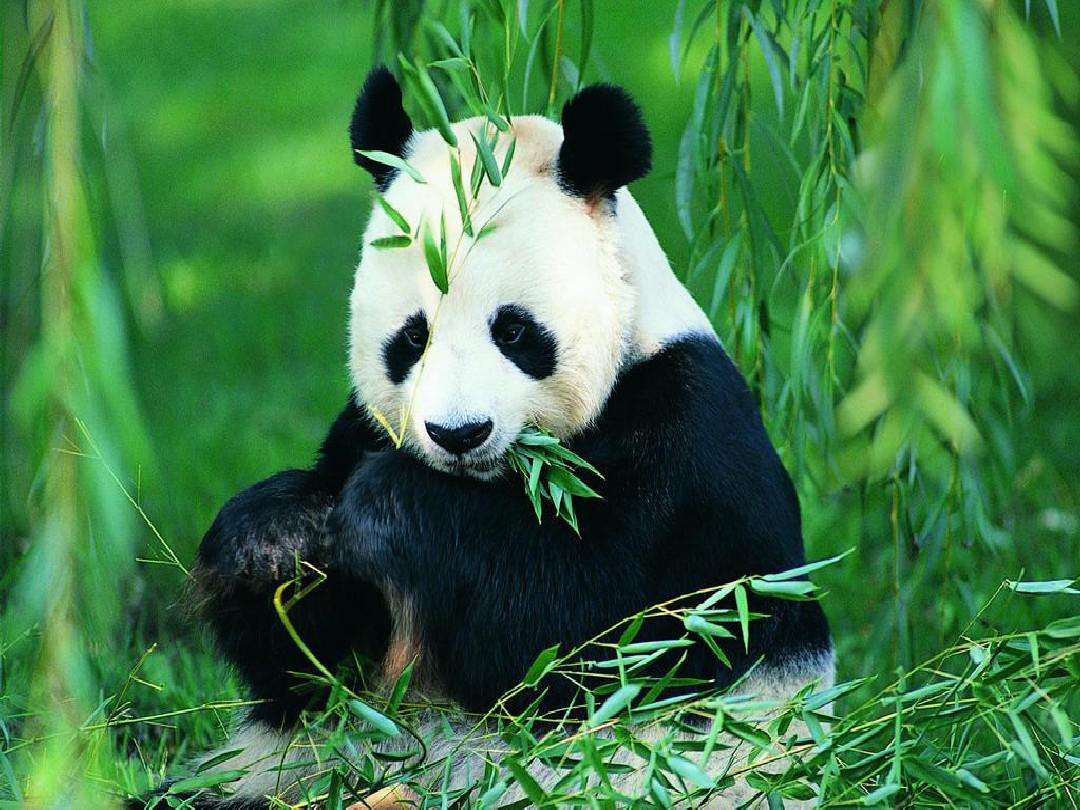 国宝大熊猫在日本实验室死亡,在德国喝烈酒而死,在泰国死因更惨