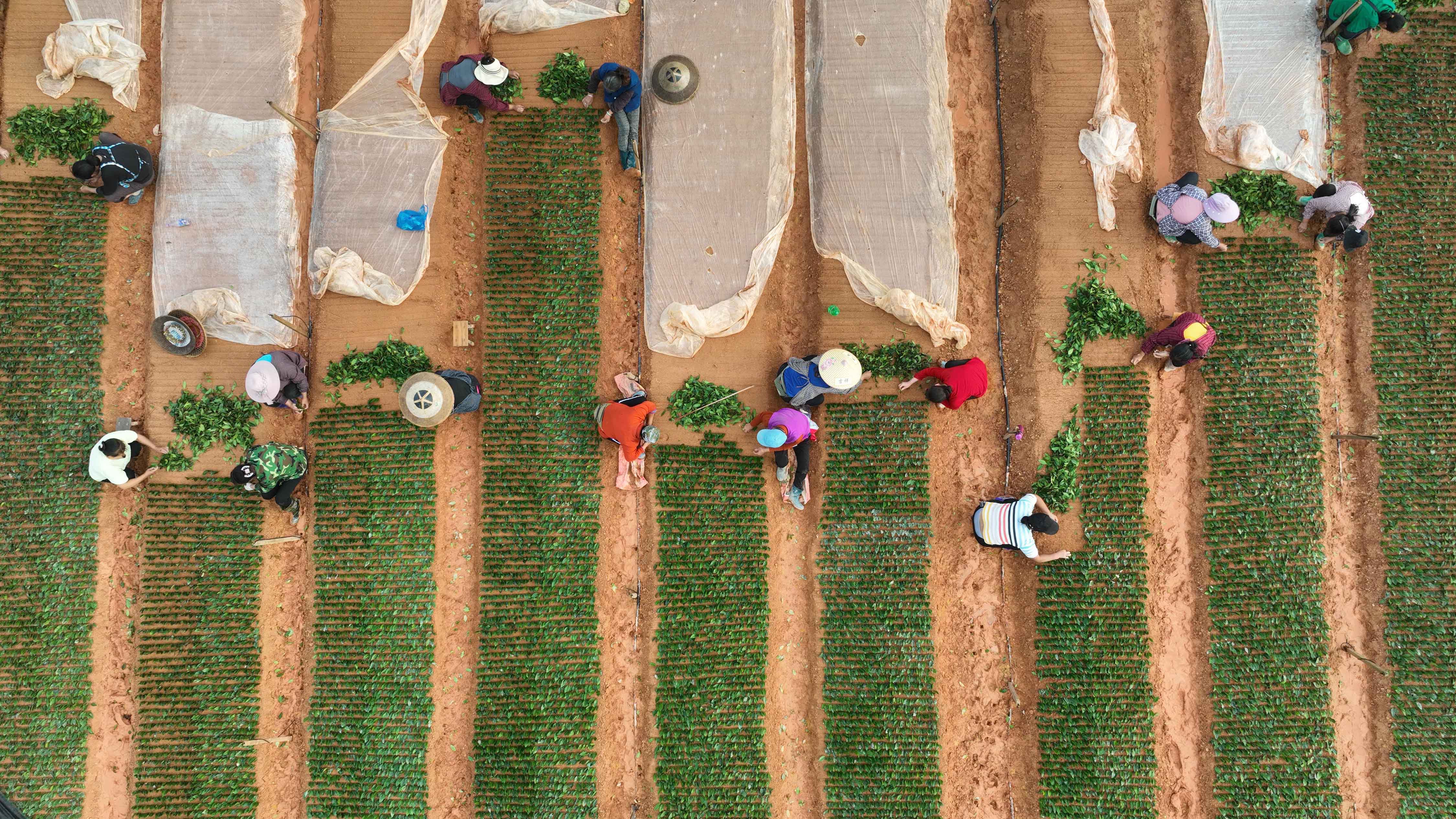 贵州锦屏:扦插茶苗正当时