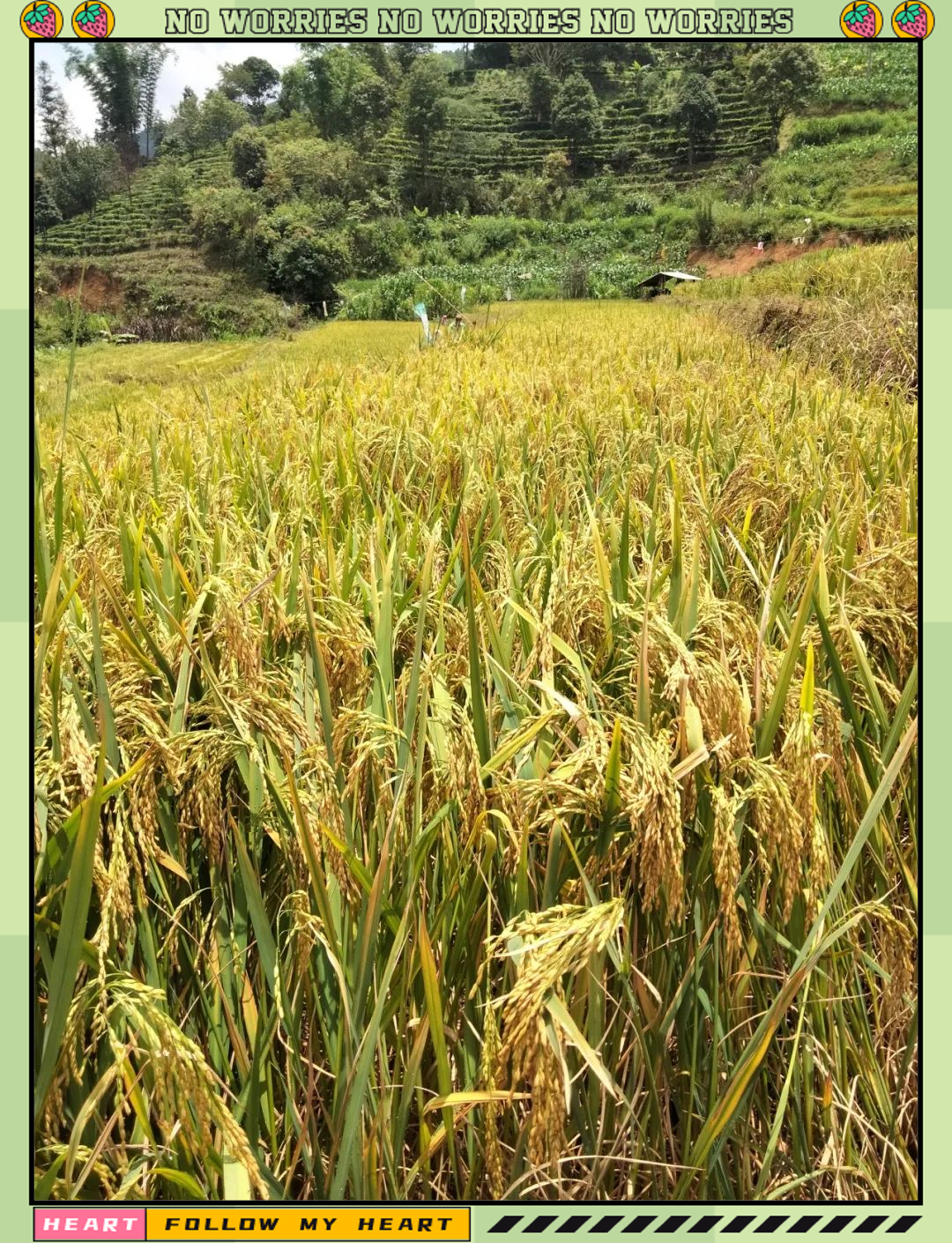 酒井乡水稻丰收,新技术助力粮食高产