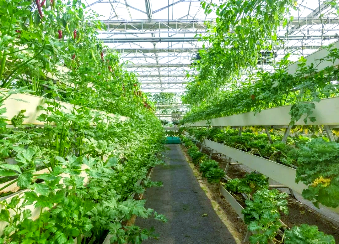 这种栽培方法简便易行,无需繁琐的土壤管理,同时也能为植物营造一个