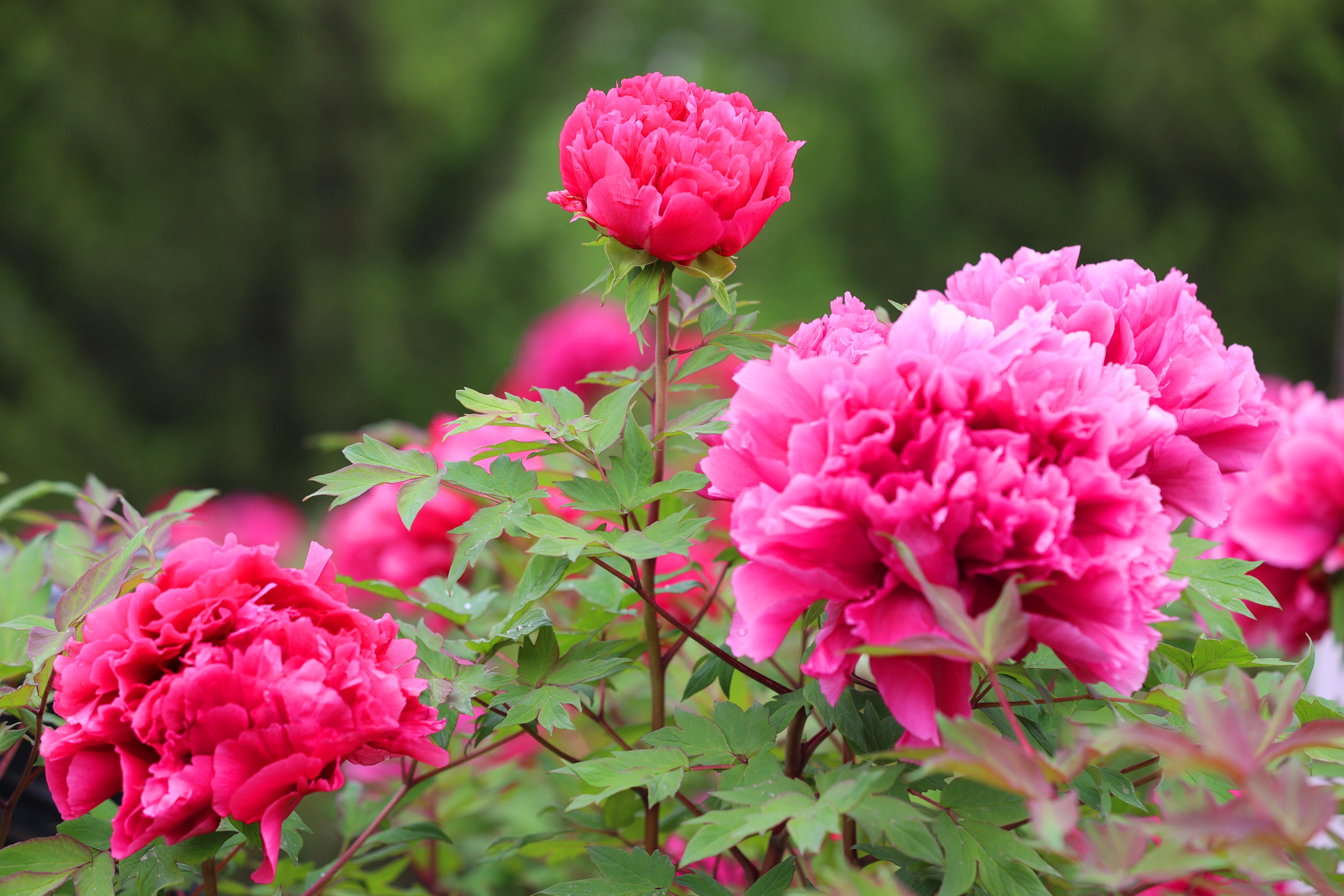 雨润牡丹花娇艳 国色天香满庭芳