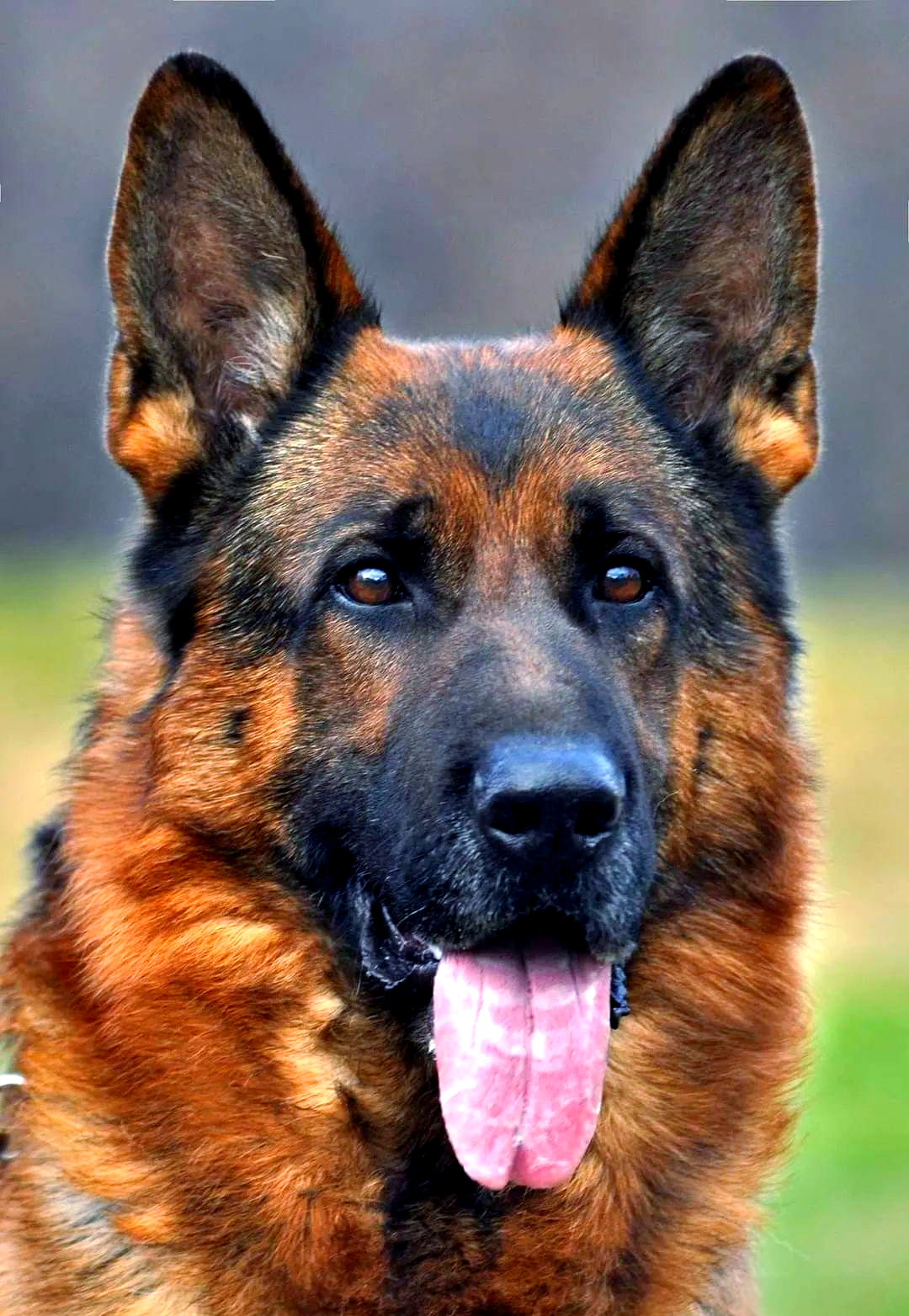 乌克兰军犬k9的多样训练任务,欣赏德国牧羊犬的精彩生活瞬间