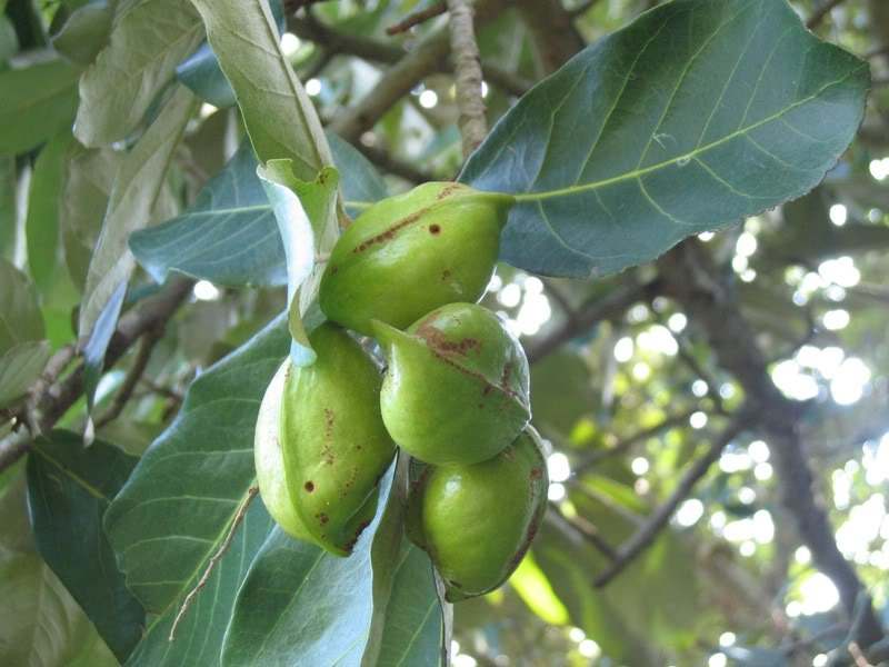 热带海岸红树林的树种之一——银叶树