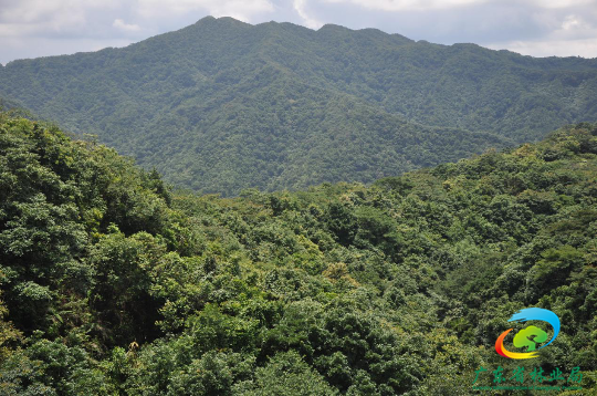 探秘广东省典型森林植被——常绿阔叶林