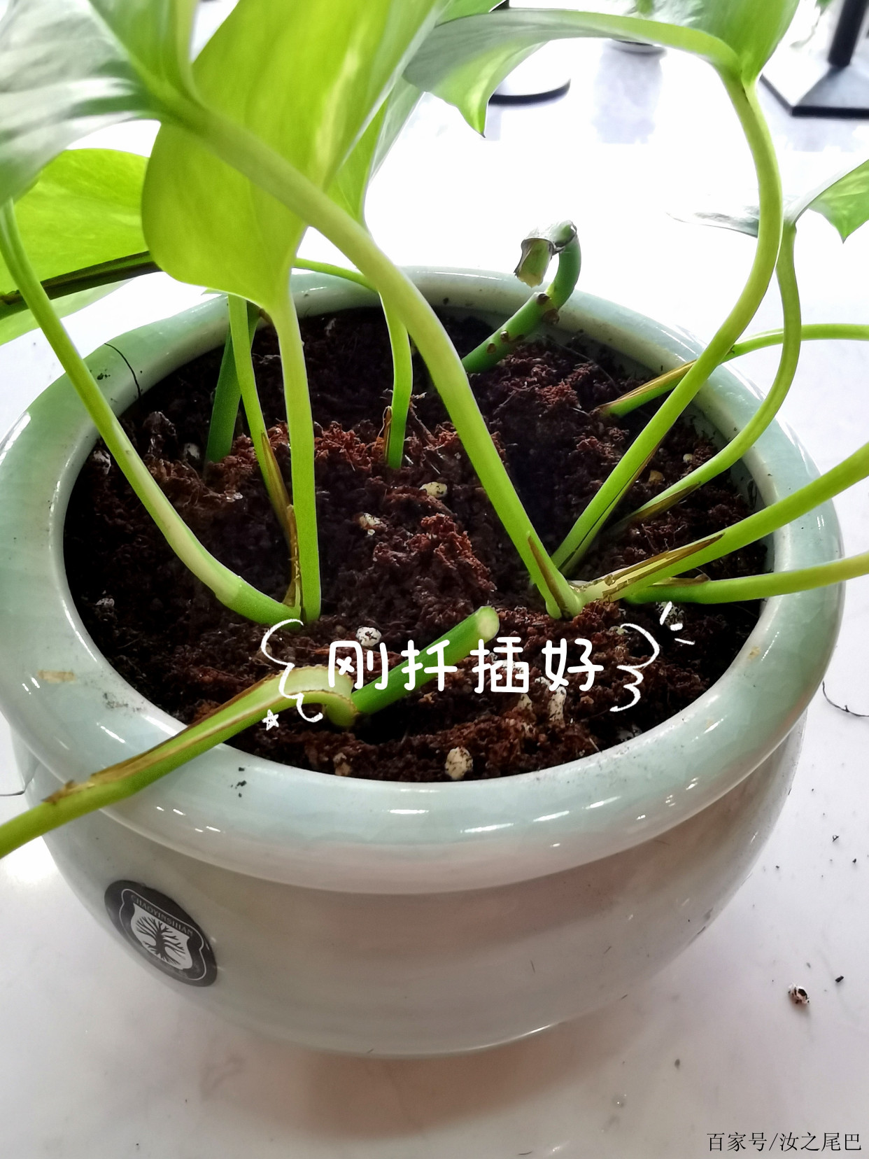 綠蘿扦插,讓植物