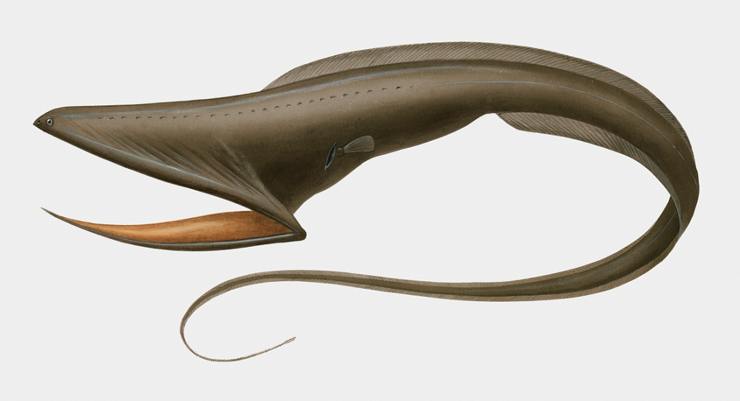 黑叉齿鱼:自然界"恐怖"的吞食者,能吞下自身体重10倍的猎物