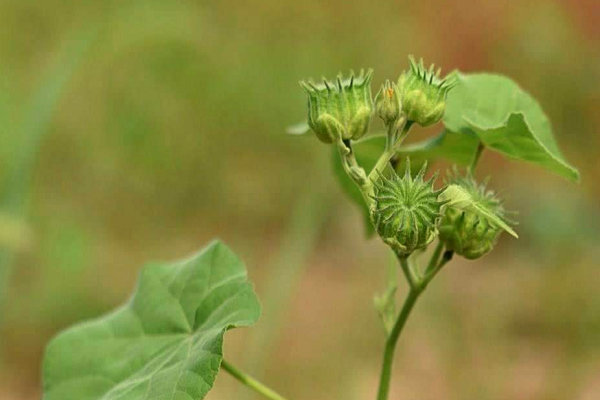 北方搓麻绳的植物叫什么