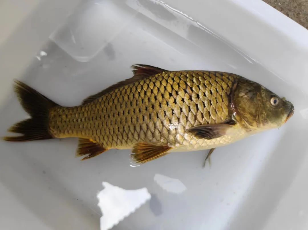 傻傻分不清它们模样?一起来识"洱海鱼"