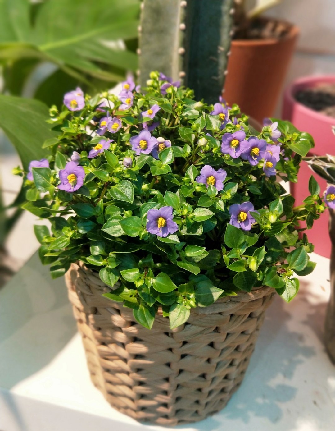 网红盆栽绿植—紫星花,清新秀美,芬芳怡人,栽培容易,周年花开