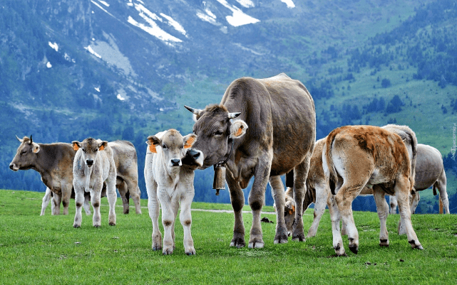 纠结怎么选牛肉干?新疆巴口香来拯救你的味蕾!