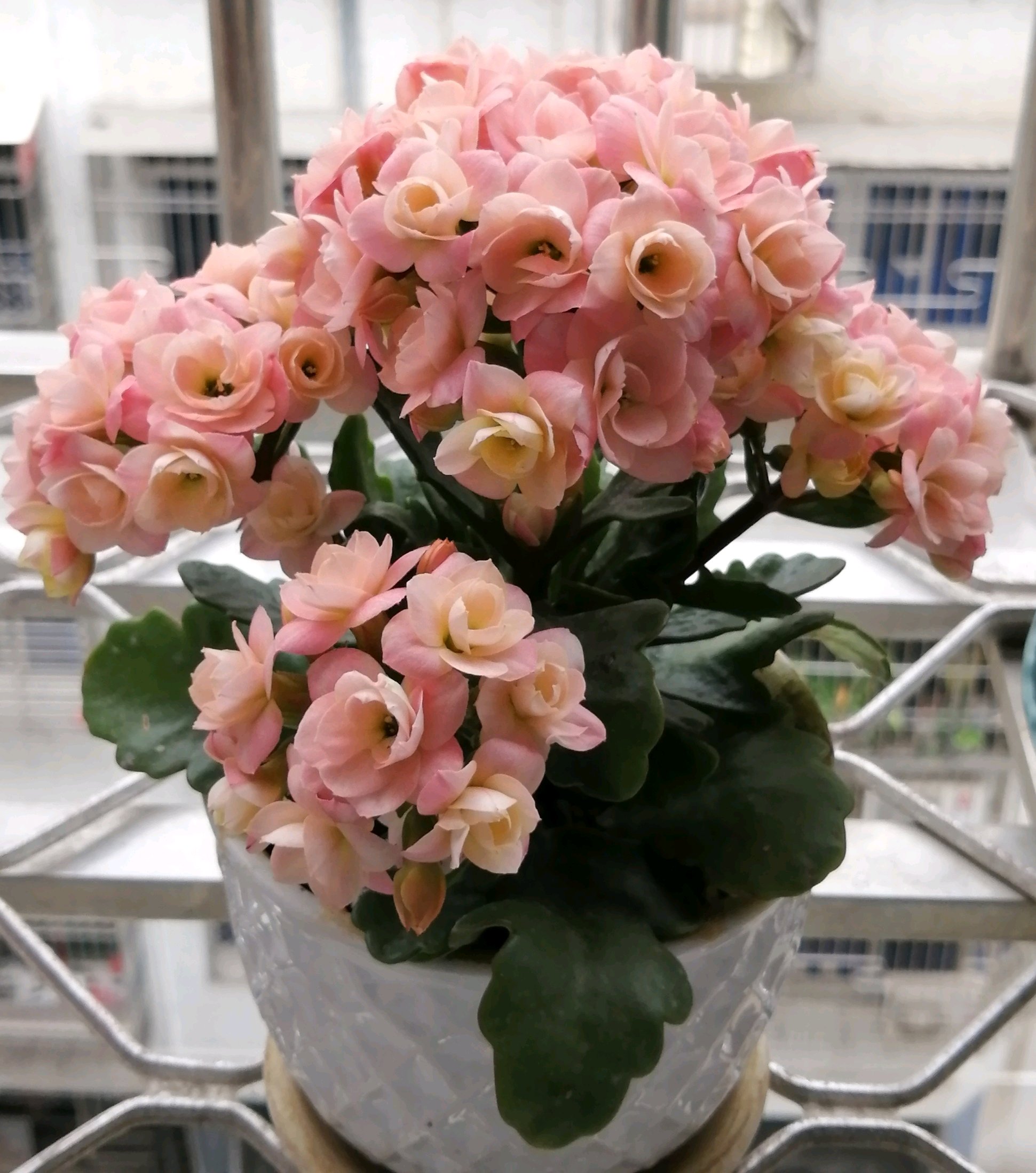 长寿花新品种—奶油慕斯,颜值高,花有香味,花量超多,多季绽放