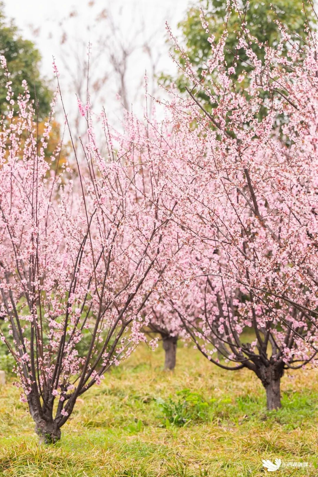 地铁站旁的桃花源记