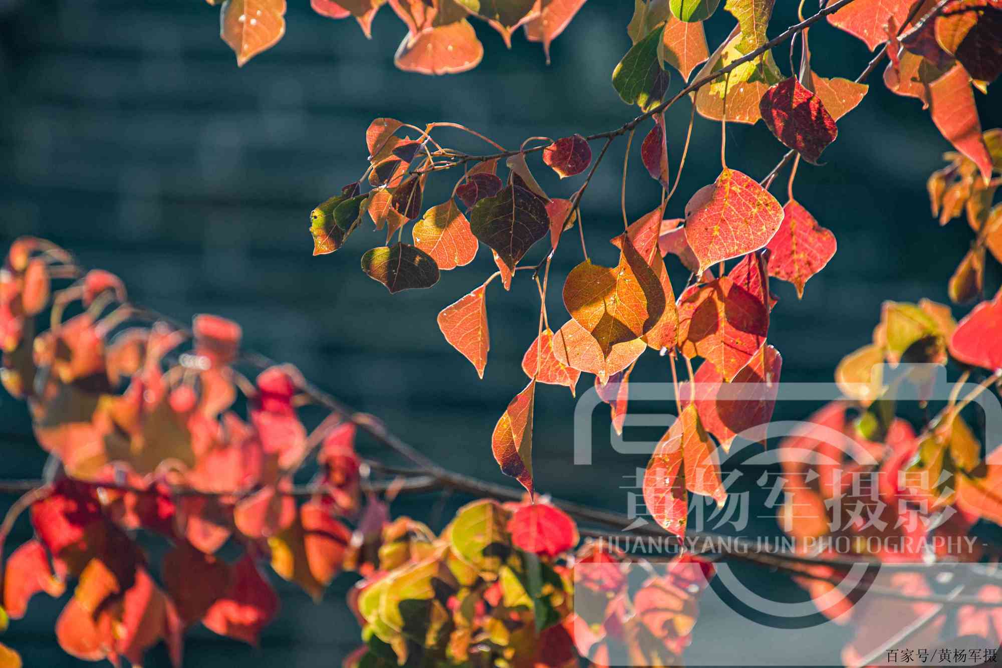 藍天下紅豔別緻的烏桕葉,十二月的烏桕樹美麗的鄉村景色