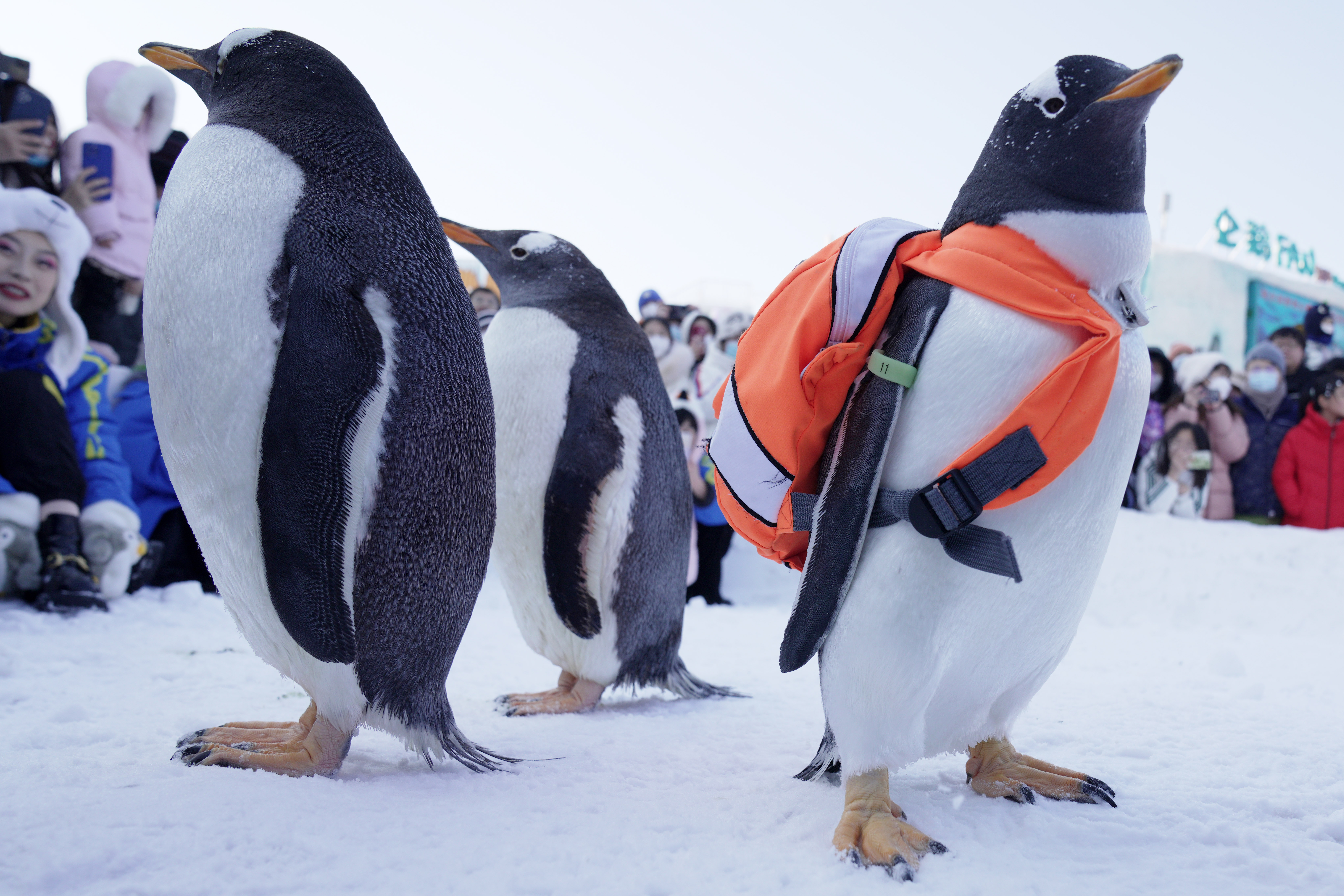 哈尔滨:企鹅"巡游"引客来