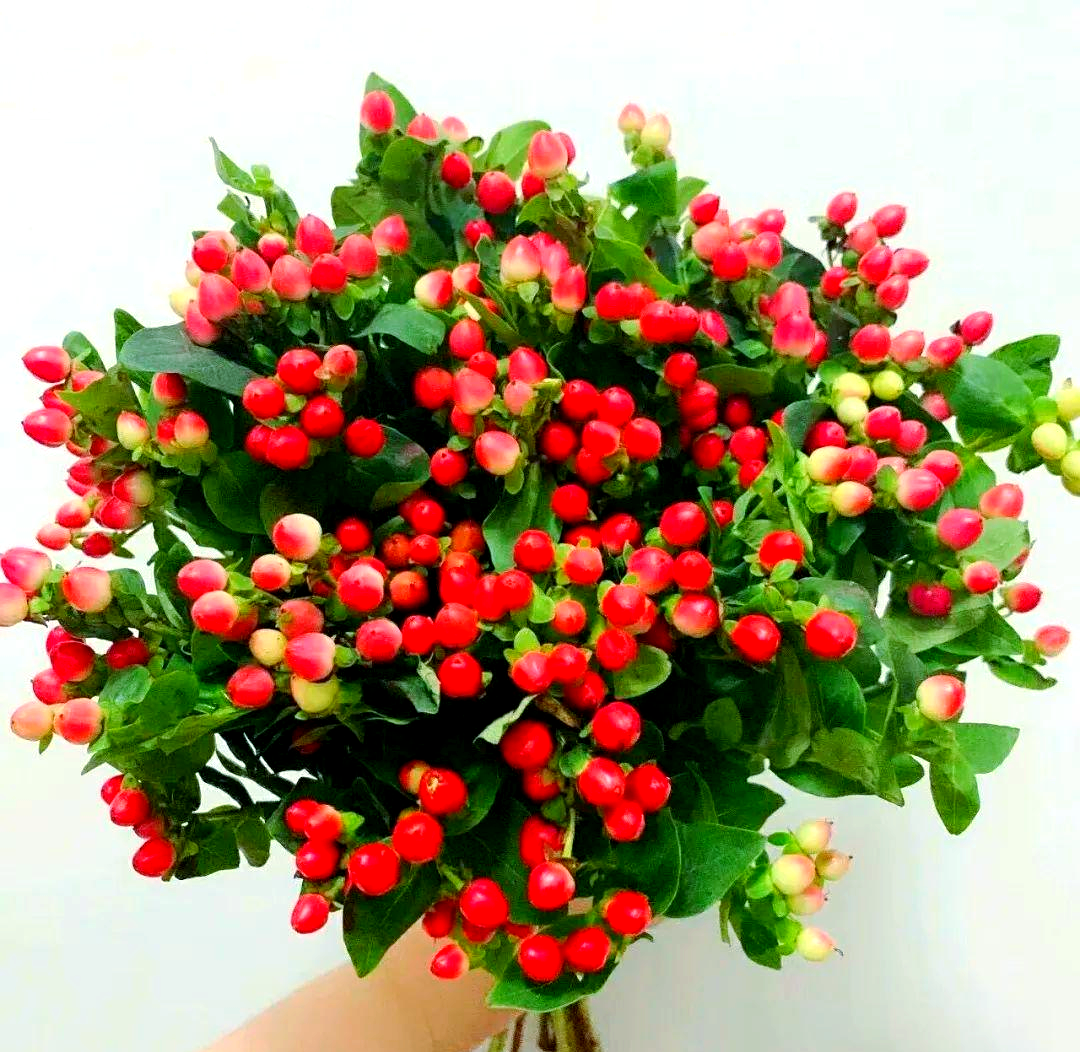 红豆养护指南:从醒花到换水,让你的相思豆绽放光彩