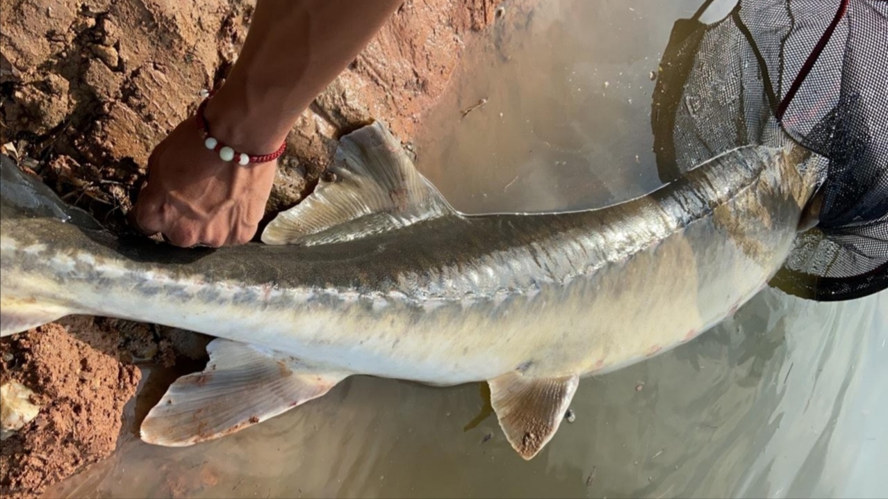 包括分布于黑龙江,松花江,乌苏里江流域的 史氏鲟, 达氏鳇, 库页岛鲟