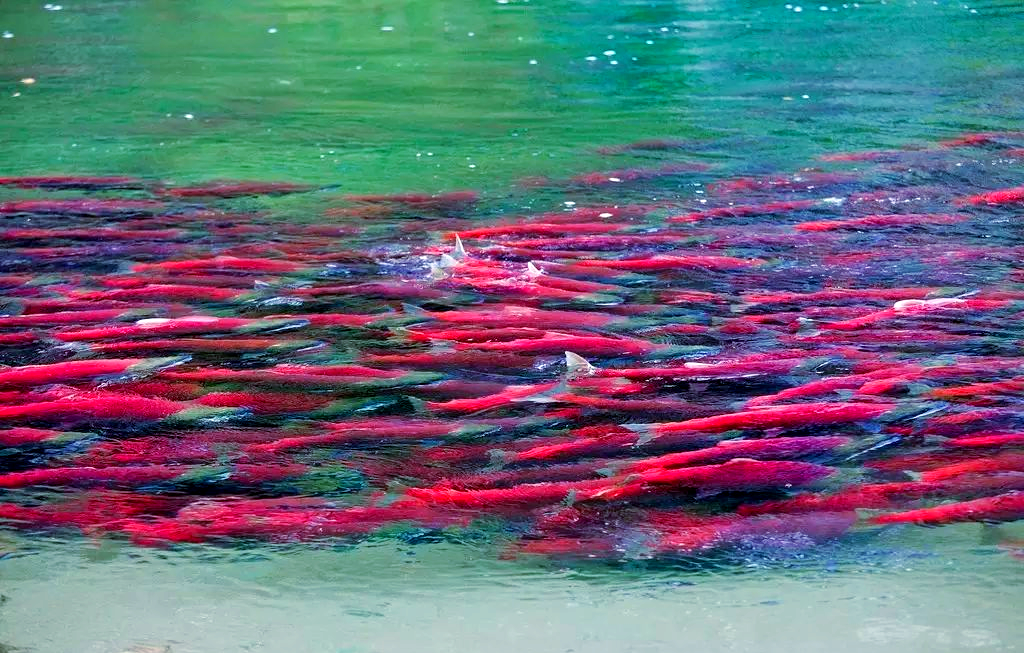 鲑鱼洄游:一场生命与自然的奇妙旅程