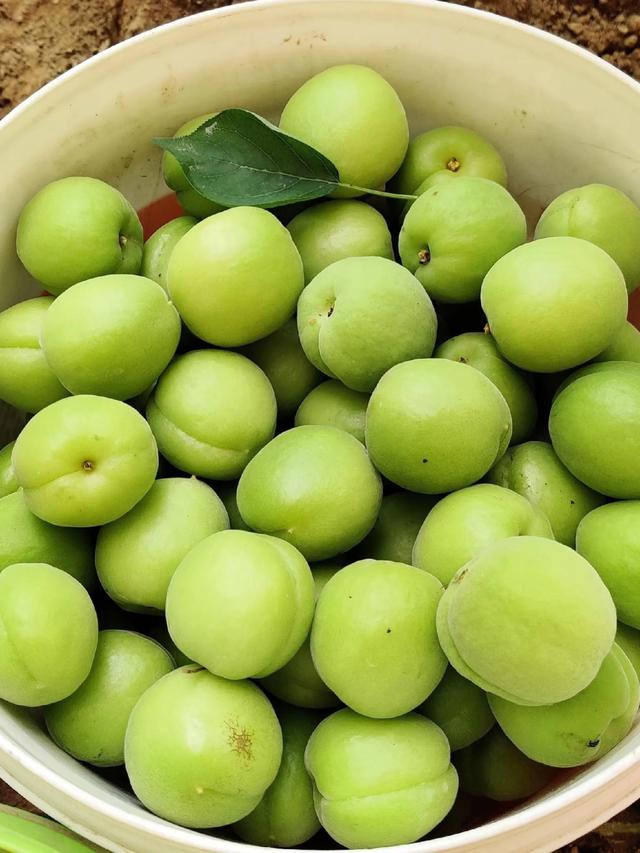 吃过世间很多的水果,但最让我怀念的还是家乡的青杏子