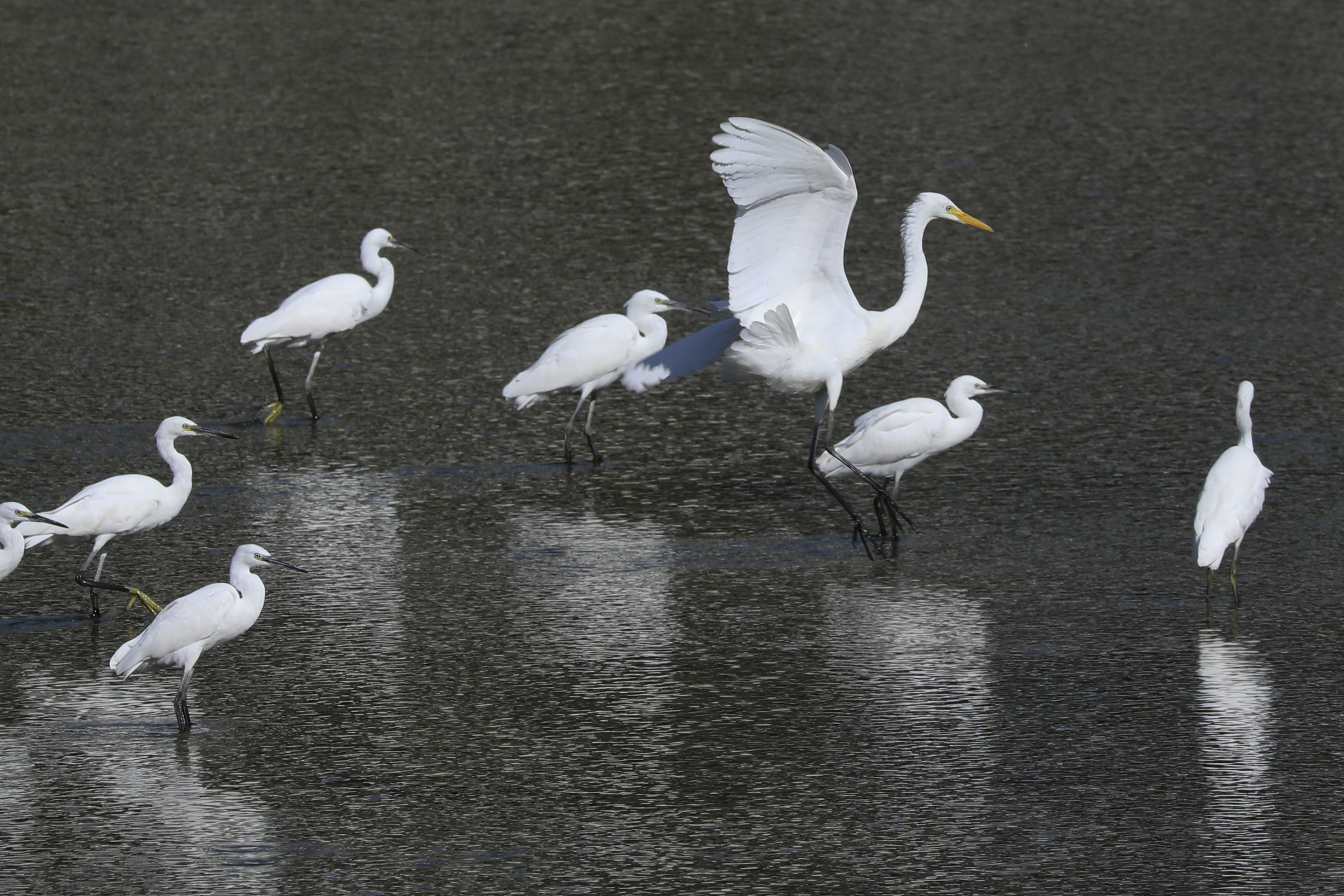驻足张家口清水河 看白鹭翩翩起舞