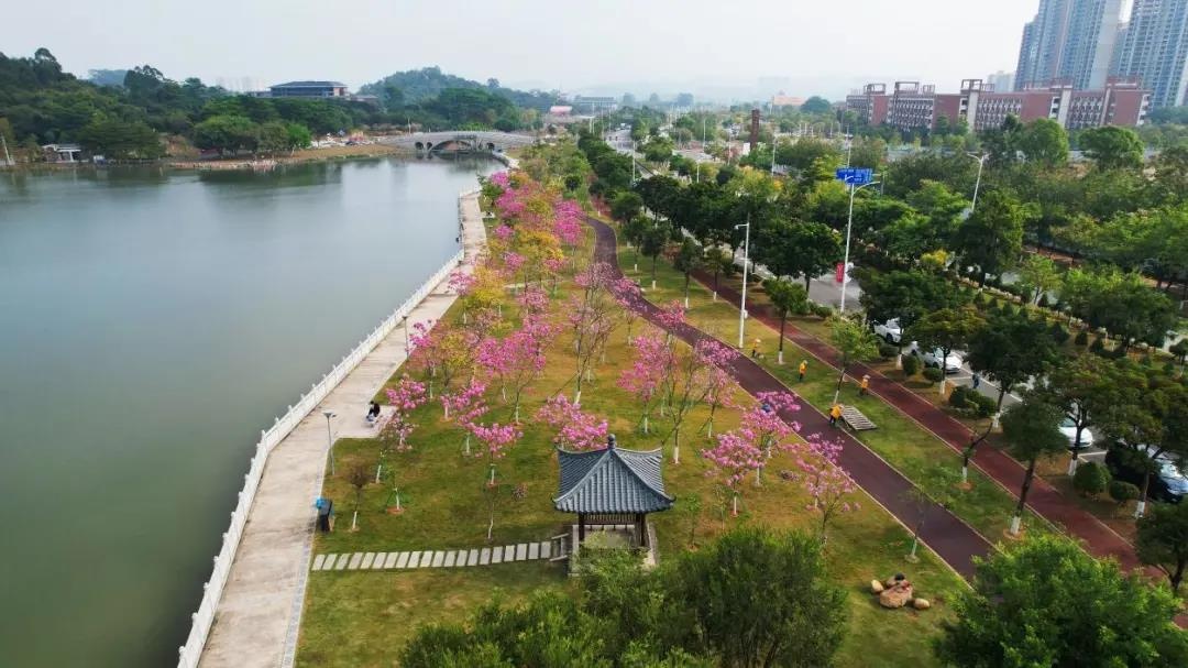 广州增城|荔湖南岸的这片紫色花海,刷爆朋友圈