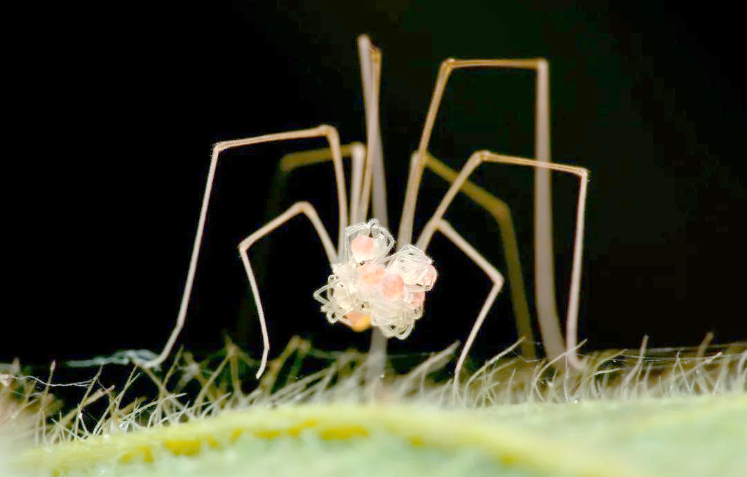 揭秘幽灵蜘蛛:家中的不速之客与自然帮手