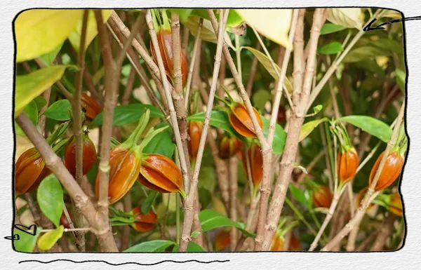 大新县桃城镇黄栀子丰收,果实累累喜迎"致富果"