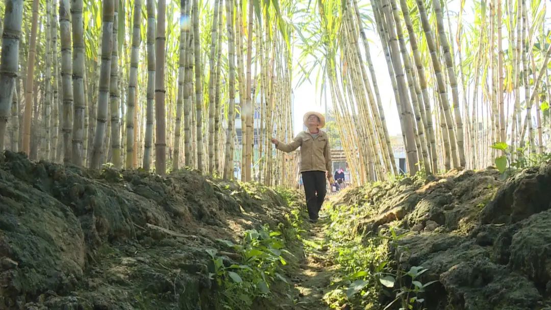 「新春走基層」江東鎮紅砂村:甜蜜甘蔗迎豐收 美好生活節節高