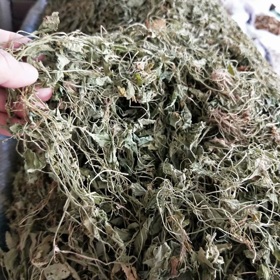 高鹏说药材:优势品种种植推荐—颠茄草,苦豆子,地丁