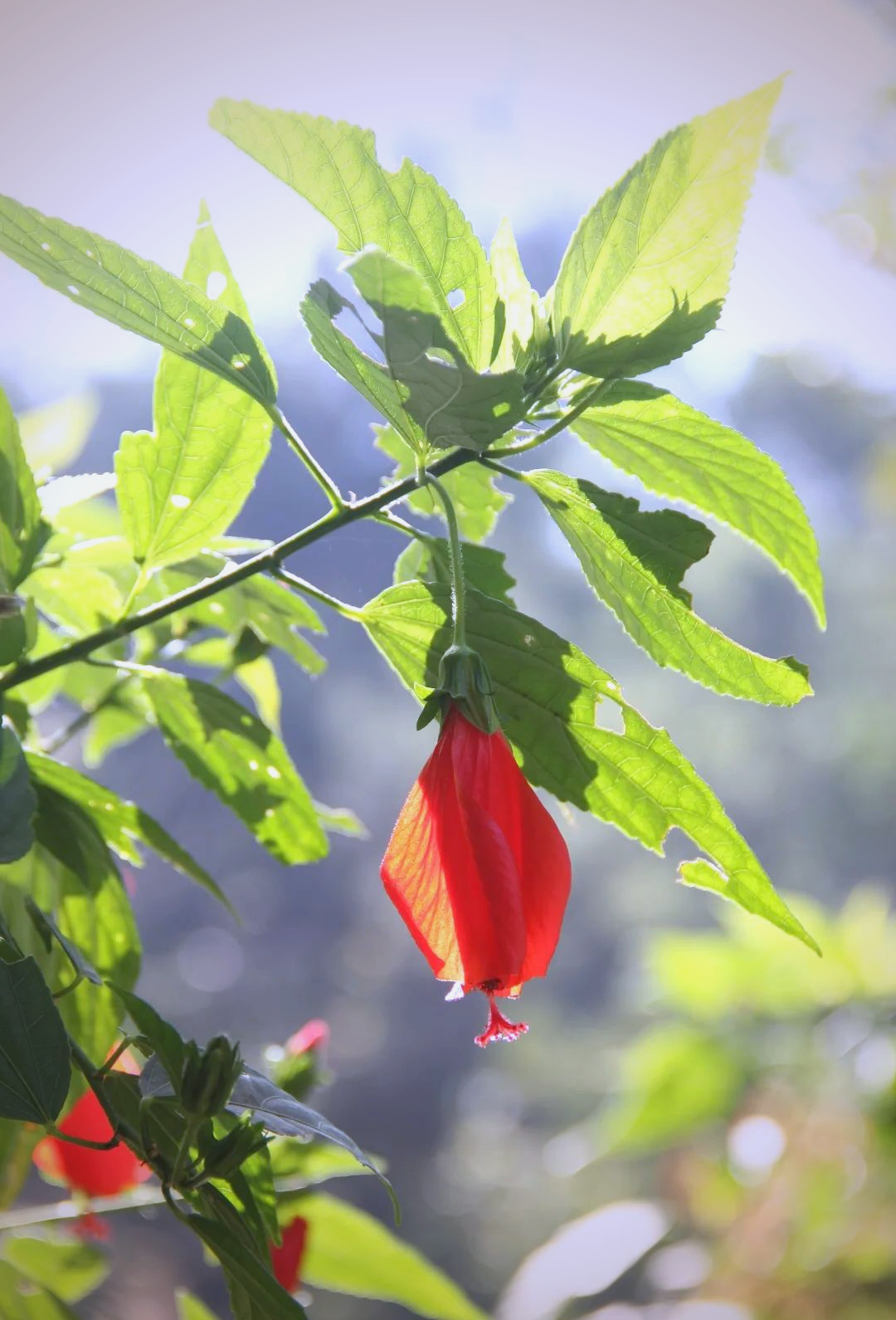 探索永不开放的花