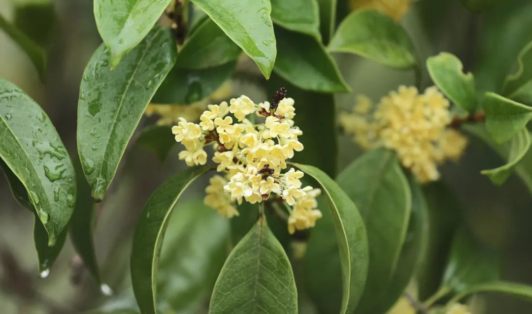 隔着屏幕都能闻到香味！金山这个超大的桂花园又迎来高光时刻