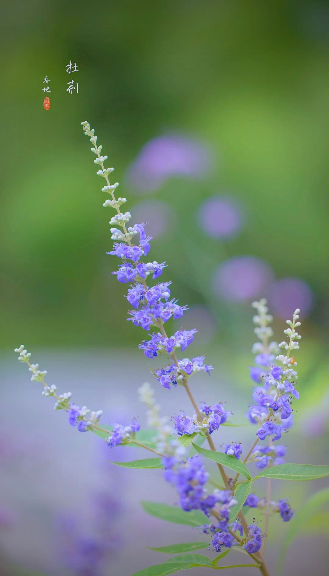 荆条:一种承载历史与教育意义的植物
