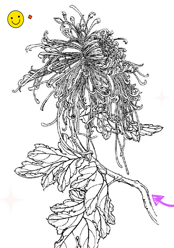 多种菊花白描图集